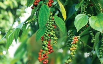 Giá hồ tiêu biến động khó lường, thị trường ra sao trong thời gian tới?