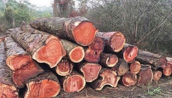Chuyển cơ quan điều tra vụ việc Công ty TNHH Blaw và Cộng sự có dấu hiệu buôn lậu gỗ quý