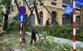 Cây xanh Hà Nội bị gãy đổ sẽ về đâu sau siêu bão?