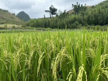 Giá lúa gạo hôm nay 10/9/2024: Giá gạo tăng 200 đồng/kg; giá lúa ổn định