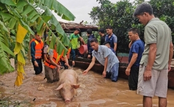 Cả thôn ở Hà Nội lái xuồng máy giải cứu hàng ngàn con lợn bơi trong dòng lũ