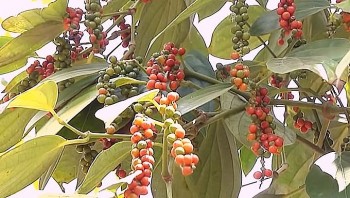 Dự báo giá tiêu 14/9: Vụ hồ tiêu năm 2025 sẽ thu hoạch chậm hơn so với năm trước