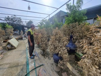 Hà Nội: Nước sông Hồng rút, lộ cảnh tan hoang vườn quất Tứ Liên