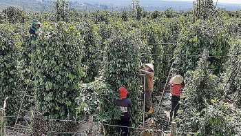 Giá tiêu hôm nay 15/9/2024: Triển vọng tích cực, ngành hồ tiêu Việt Nam đang có những bước phát triển vững chắc