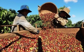 Giá cà phê thế giới tăng vọt, lo ngại nguồn cung khan hiếm