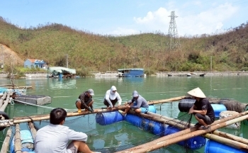 Doanh nghiệp thủy sản miền Bắc khôi phục thiệt hại nặng nề sau bão
