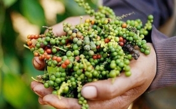 Giá hồ tiêu điều chỉnh giảm do nhu cầu từ các thị trường suy yếu