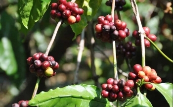 Cà phê Robusta nối dài đà tăng sau quyết định giảm lãi suất của FED