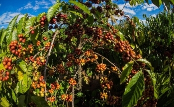 Giá cà phê đỏ sàn: Thị trường trầm lắng chờ mùa vụ mới