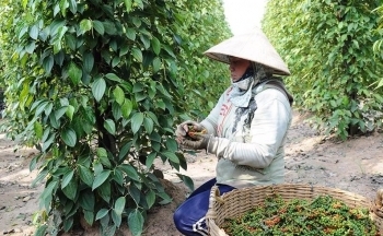 Xuất khẩu hồ tiêu Việt sang nền kinh tế lớn nhất thế giới tăng hơn 90%