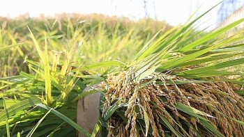 Giá lúa gạo hôm nay 21/9/2024: Giá gạo trong nước tăng nhẹ, gạo xuất khẩu ở mức cao