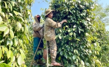 Xuất khẩu hồ tiêu Việt tăng trưởng mạnh, trừ thị trường Trung Quốc