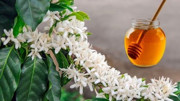 Gia Lai: Phát triển thương hiệu sản phẩm