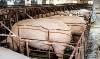 Giá heo hơi hôm nay 27/9/2024: Giao dịch quanh mức 67.000 đồng/kg