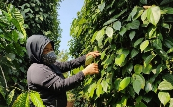 Hồ tiêu Việt Nam đang khẳng định vị thế số 1 tại thị trường EU