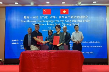 Trái dừa tươi Việt Nam sắp xuất khẩu vào Trung Quốc, cạnh tranh trực tiếp với Thái Lan