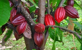 Giá ca cao giảm mạnh, giá đường tiếp tục đà suy yếu