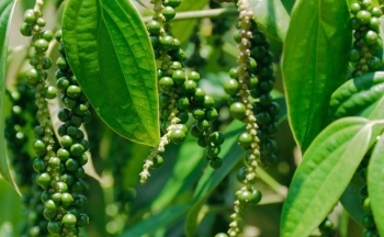 Xuất khẩu hồ tiêu Việt chính thức trở lại câu lạc bộ tỷ USD