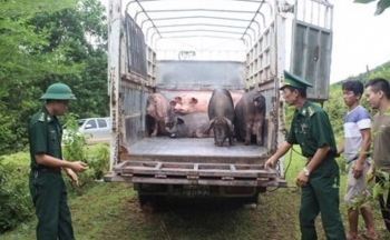 Tổng cục Hải quan chỉ đạo chống vận chuyển, nhập lậu lợn tại biên giới Tây Nam