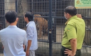 Vụ 20 cá thể hổ bị chết ở Đồng Nai: Mẫu bệnh phẩm dương tính với cúm A/H5N1