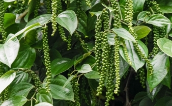 Nhu cầu nhập khẩu hồ tiêu dự báo tăng cao, nhiều nhà đầu tư lớn chờ cơ hội