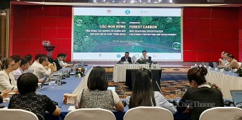 Thị trường các bon: Tiềm năng tạo nguồn tài chính mới cho bảo vệ và phát triển rừng