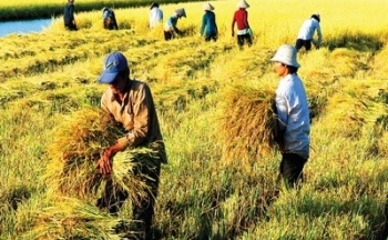 Giá lúa gạo hôm nay 4/10/2024: Thị trường trong nước trầm lắng, giá gạo xuất khẩu giảm
