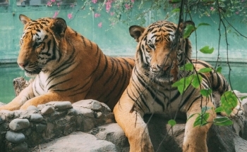 Đồng Nai: Tiêu hủy hơn 20 cá thể hổ, báo chết tại Khu du lịch Vườn Xoài