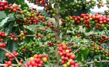 Giá cà phê hôm nay 4/10/2024: Lao dốc không phanh, nguyên nhân do đâu?