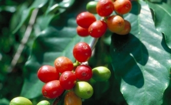 Quy định chống phá rừng của EU: Áp lực giảm, giá cà phê hạ nhiệt