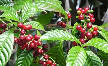 Giải mã lý do giá cà phê quay đầu giảm mạnh