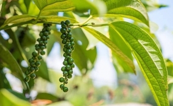 Hồ tiêu vượt mốc xuất khẩu 1 tỷ USD sớm, nông dân phấn khởi mở rộng diện tích