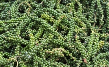 Giá tiêu biến động liên tục giữa nỗi lo thiếu nguồn cung