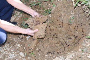 Tuyên Quang: Xác định nguyên nhân giun chui lên mặt đất khiến người dân hoang mang