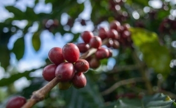 Giá cà phê lại rơi khỏi mốc 5.000 USD/tấn
