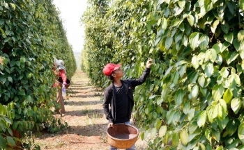 Xuất khẩu hồ tiêu chưa thể chạm mốc tỷ USD