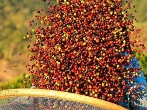 Giá cà phê hôm nay 12/10/2024: Tăng mạnh trở lại, thị trường đang đạt đỉnh?