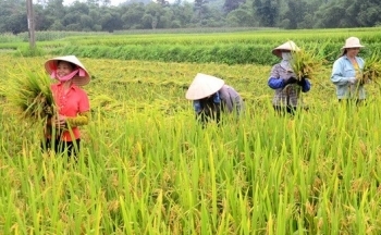 Giá lúa gạo hôm nay 12/10/2024: Giá lúa tiếp tục trầm lắng, giá tạo tăng đáng kể