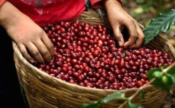 Dự báo giá cà phê ngày mai 13/10/2024: Tiếp tục tăng, người trồng cà phê hưởng lợi