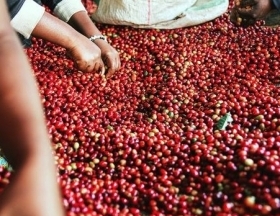 Giá cà phê hôm nay 13/10/2024: Xuất hiện biến động lạ ngày cuối tuần