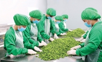 Xuất khẩu rau quả kỳ vọng lần đầu tiên vượt mốc 7 tỷ USD