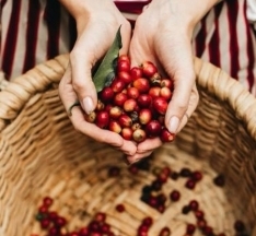 Giá cà phê hôm nay 14/10/2024: Tại sao thị trường đi xuống suốt 2 tuần liên tiếp?