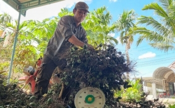 Giá cau tăng cao kỷ lục, vì sao chuyên gia cảnh báo 'không trồng ồ ạt'?