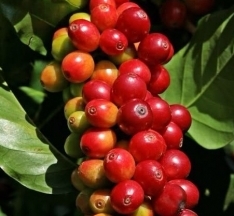 Dự báo giá cà phê ngày mai 15/10/2024: Liệu thị trường cà phê có chạm đáy?