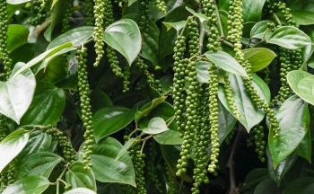 Giá xuất khẩu hồ tiêu tăng, người dân mở rộng diện tích canh tác