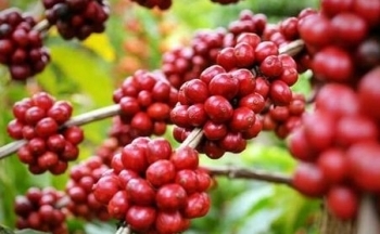 Dự báo giá cà phê ngày 16/10/2024: Dấu hiệu phục hồi hay bão giá sắp đến?