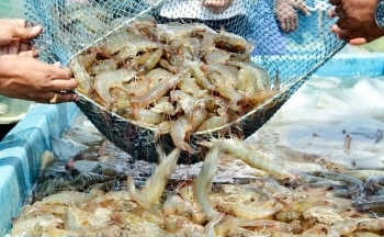 Ngành tôm bứt phá, xuất khẩu đạt kỷ lục gần 2,8 tỷ USD