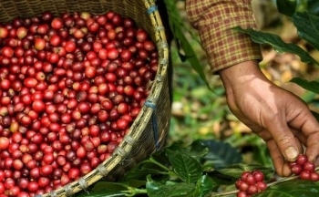 Giá cà phê hôm nay 16/10/2024: Thị trường cà phê trong nước tăng đột biến