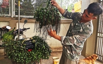 Hà Nội: Giá cau lập đỉnh mới hơn 100 nghìn đồng/kg, thương lái sợ điều gì?