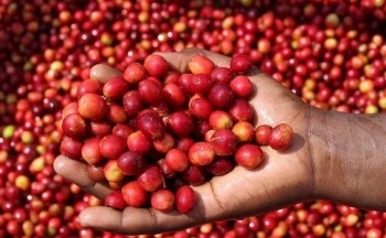 Dự báo giá cà phê ngày 17/10/2024: Tín hiệu tích cực của thị trường sẽ tiếp tục?